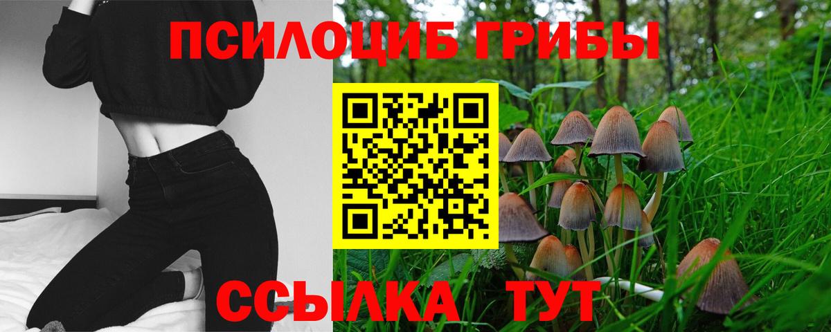 Псилоцибиновые грибы Psilocybe Котовск
